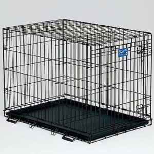 Cavoodle Crate Training