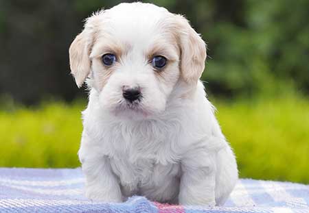 Blenheim Cavoodle Chevromist