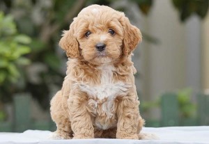 Cavoodle puppy sitting