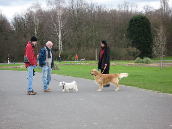 Dogs meeting at the park