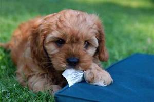 Cavoodle puppy with matress