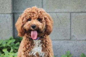 Happy Cavoodle