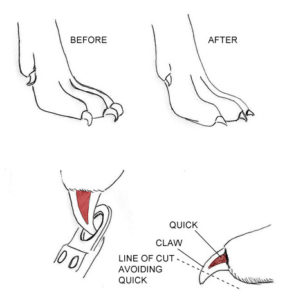 Dog-nail-clipping