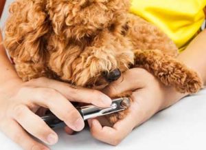 clipping-dog-puppy-nails