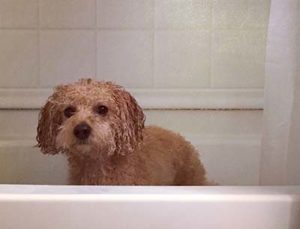 Cavoodle Bath time