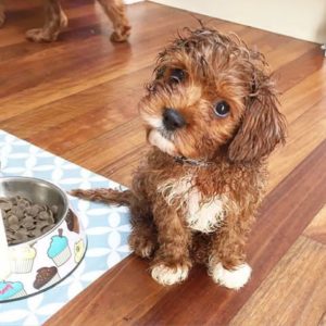 Cavoodle bath