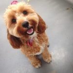 Excited Cavoodle