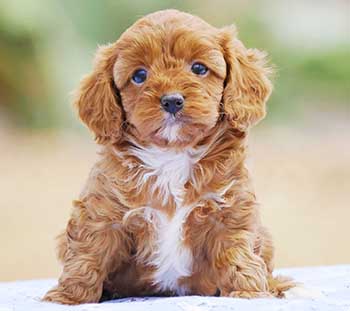 Well Bred Cavoodle Puppy Chevromist
