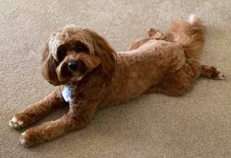 Bella the Cavoodle from Chevromist