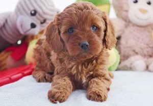 Chevromist Red Cavoodle puppy -CHFRF1