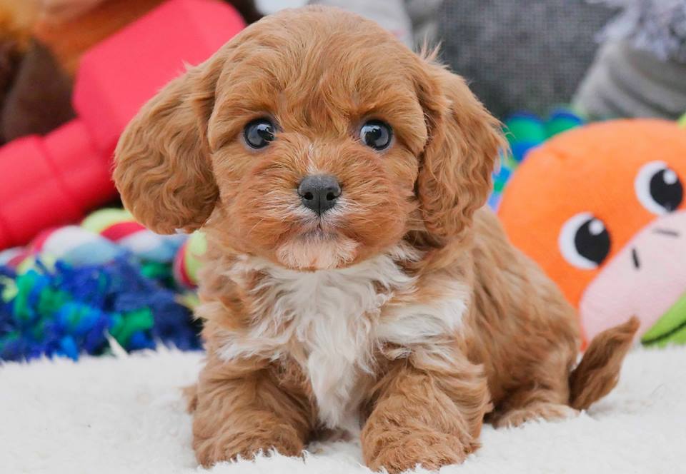 Cavoodle Puppy with toys