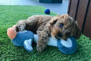 Chevromist Cavoodle Puppy with Toys